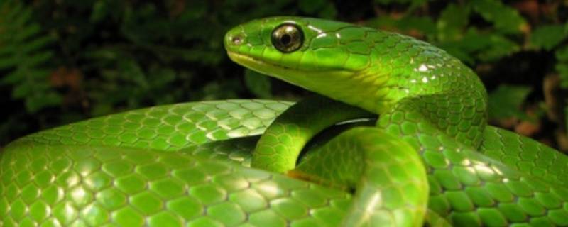 长虫蛋是谁的蛋