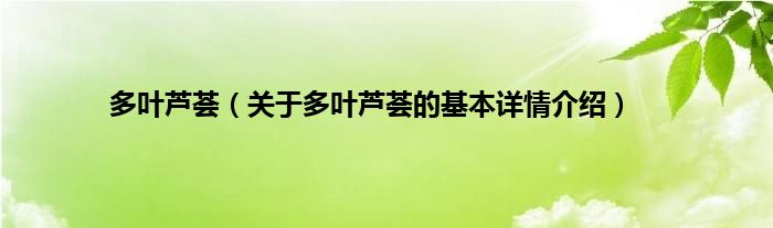 多叶芦荟（关于多叶芦荟的基本详情介绍）