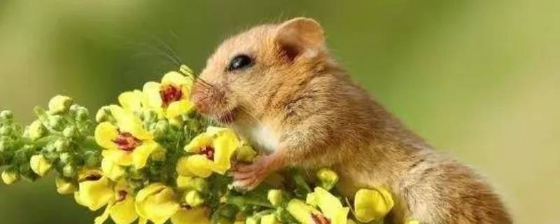 叼砖头指什么生肖