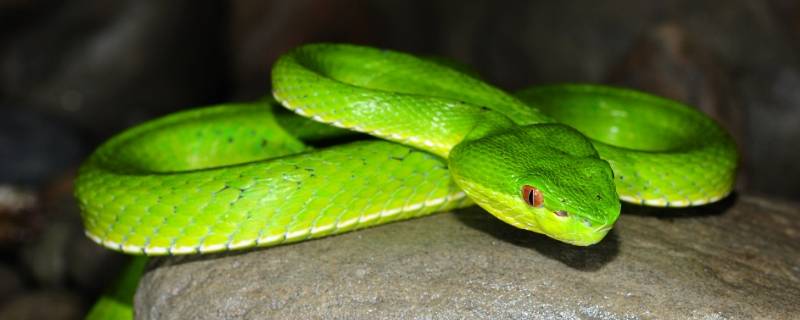 哪种动物有青眼白眼