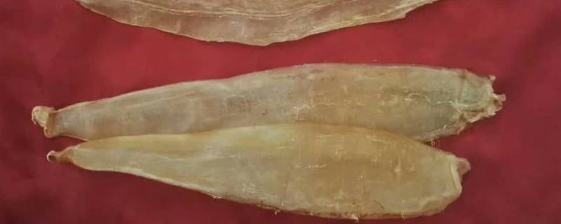 金龙鱼胶的功效和作用