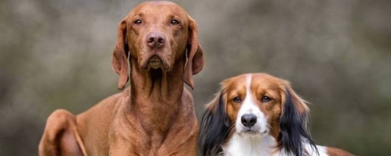 扼臂啮指打一生肖